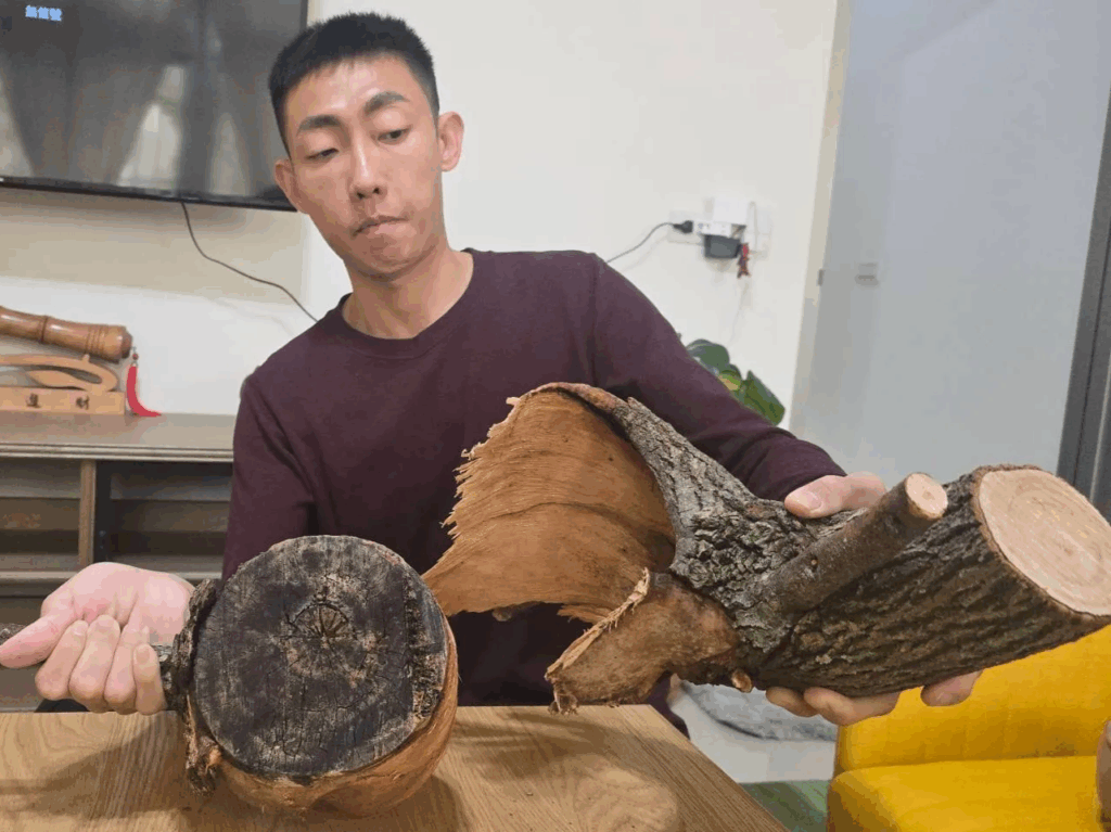 懸垂的樹枝若只是黏在樹皮上的斷裂枝,沒有真正和樹幹連接,當強風吹落就很可能砸傷人!