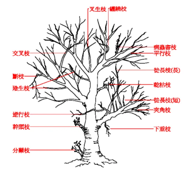 十二不良枝細節介紹圖(圖取自高雄市景觀樹木修剪作業規範)