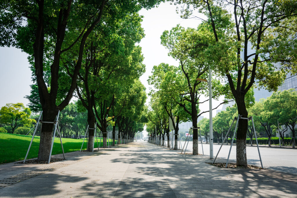 整齊的行道樹能為都市叢林裡帶來綠意。
