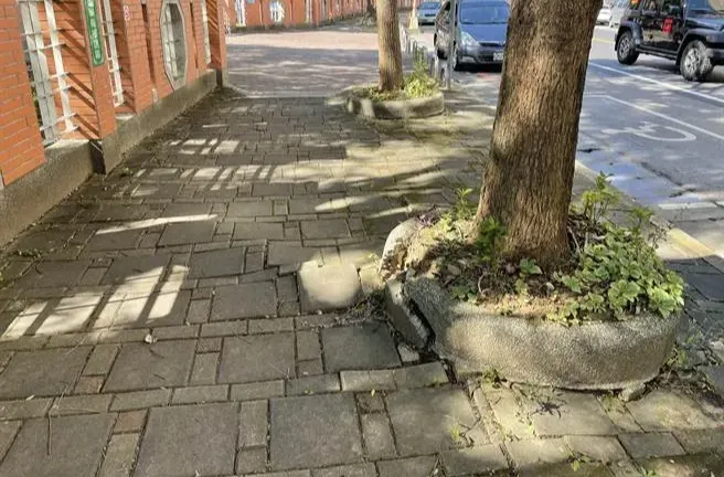 樟樹出現竄根現象造成雙龍國小的通行步道形成凹凸波浪/圖來自中時新聞網