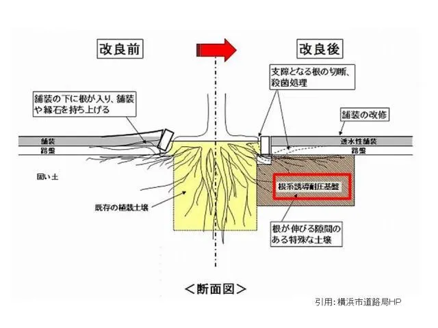 經日本樹木研究會研究,利用耐壓基盤改良後,明顯改善竄根問題/圖來自 NPO 法人 樹木研究会こうべ