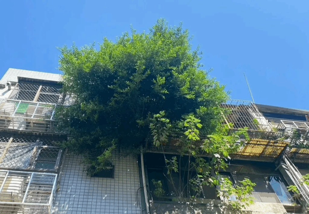 牆壁長樹的樹木越大,就越難處理,尤其在擁擠的都市中,更難有適合的空間處理。