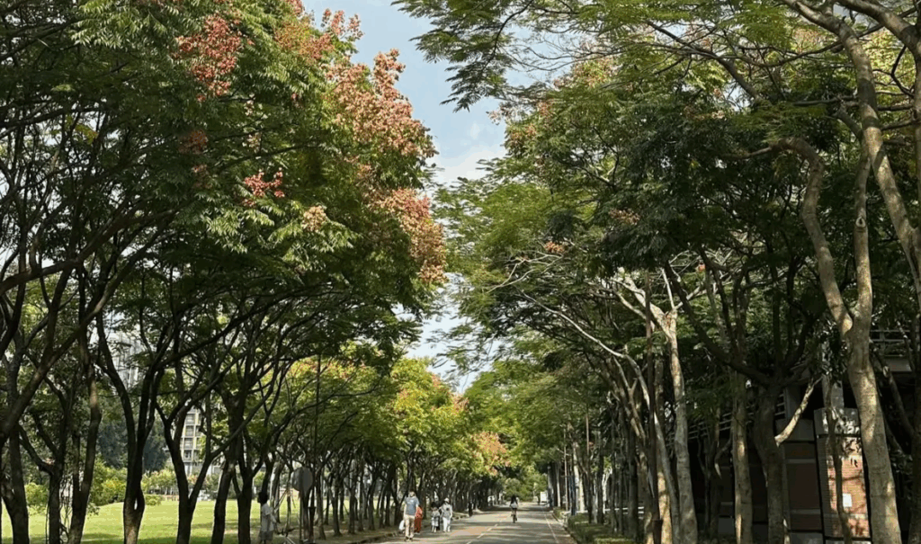 2025/10 北大台灣欒樹開花和結果了!