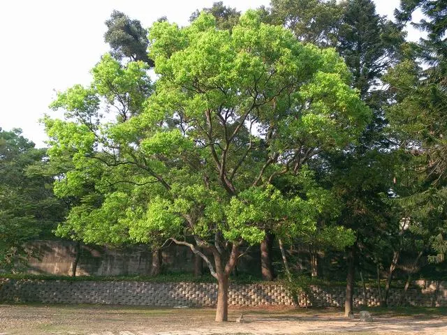 樟樹抗害力強,樹形優美,圓形曲線成為為優良的行道樹及綠化樹種。(圖取自荒野保護協會)