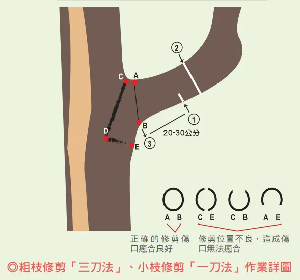 三刀法示意圖/圖取自臺北市樹木修剪圖解專輯(2010年9月出版))