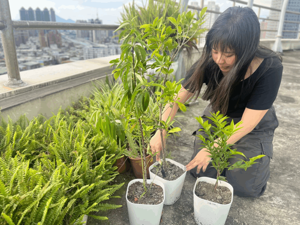 免費造林苗木申請,讓您打造社區鄰里的城市綠意。(圖來自新北市政府農業局)