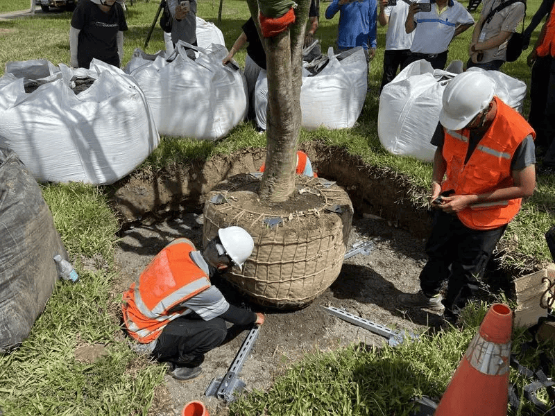 2025 年台中中央公園首度導入「空氣盆」工法,整棵樹在地下採五角形支架橕住,完工後不立支架,仿若原生。(圖來自台中市政府)