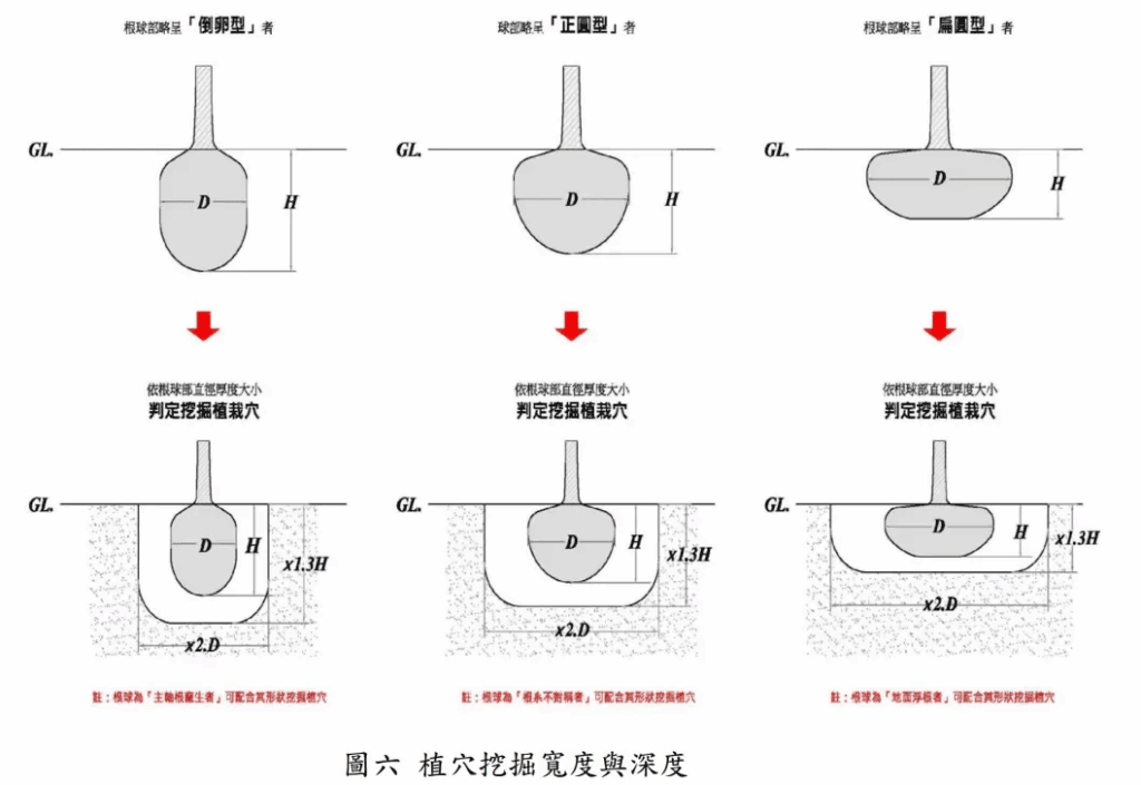 植穴挖掘寬度與深度之關係圖(圖取自臺南市樹木移植施工要領)