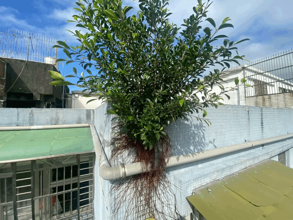 屋頂女兒牆容易有鳥兒停留而留下糞便,不知不覺就會形成一棵樹!