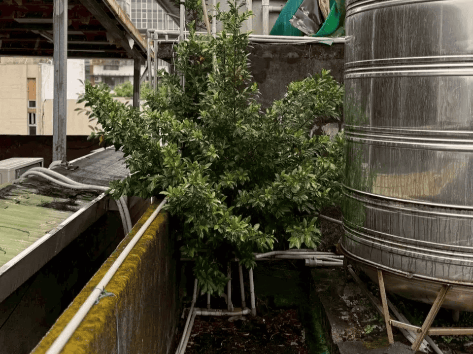 屋頂水塔基座及落水管附近,很容易意外地長出小樹苗,甚至會沿著水管管路跑進家中。