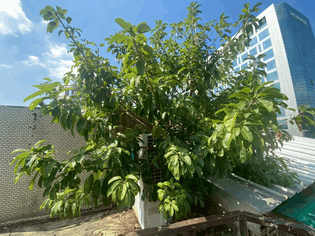 屋頂樹木阻擋了空調系統,影響居住者運氣與財氣的流動!