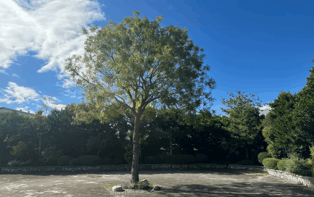 庭院的角落若種植一個高大喬木,全家人就能一起在樹下野餐或來個中秋烤肉!