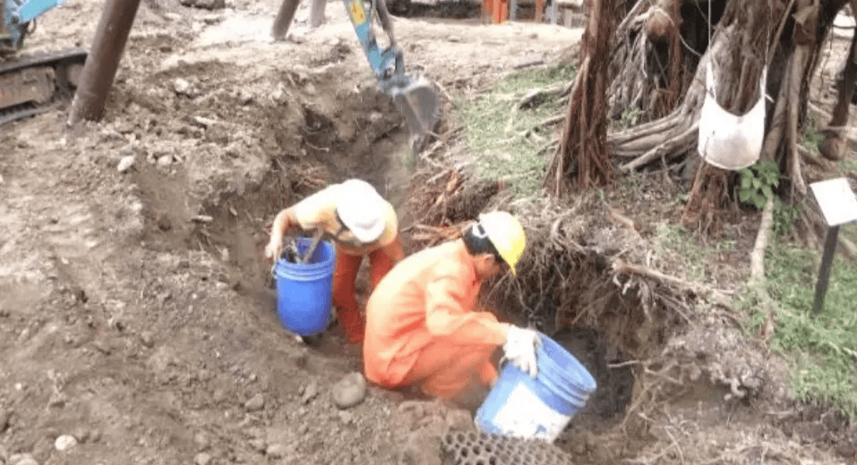 掘溝阻斷法是常見的褐根病防治方法!(圖來自教育部 110 年電子報)