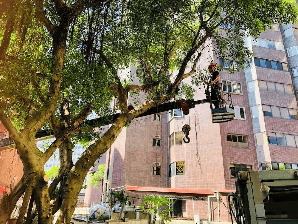 將枯枝、病枝等不良枝修剪去除,才能讓樹木將養分正確留給健康的樹枝。