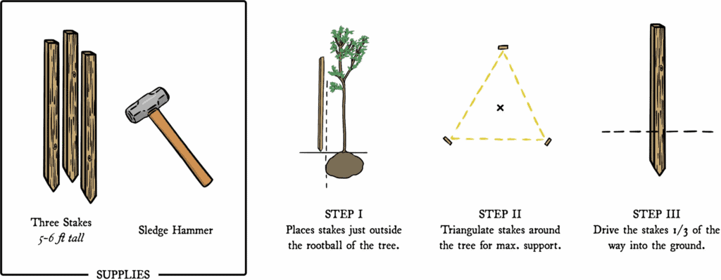 三柱式樹木支撐架是最常見的樹木支架形式(圖來自國外樹木公司 Russelltreeexpert)