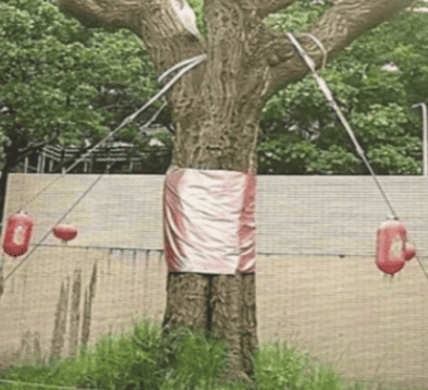 鋼索拉繩式固定支架/圖來自市區道路植栽設計手冊