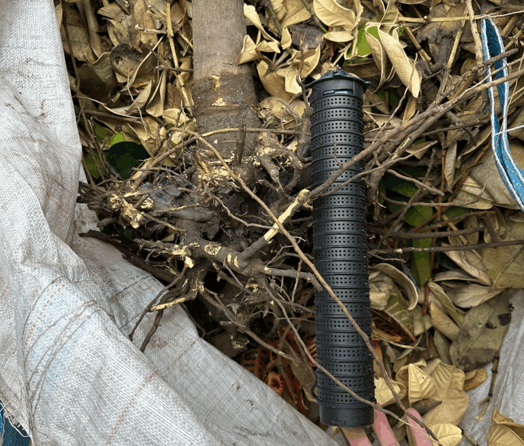 樹根透氣管的深度需大於根領的 A 層（以移除的枯死樹木示範）