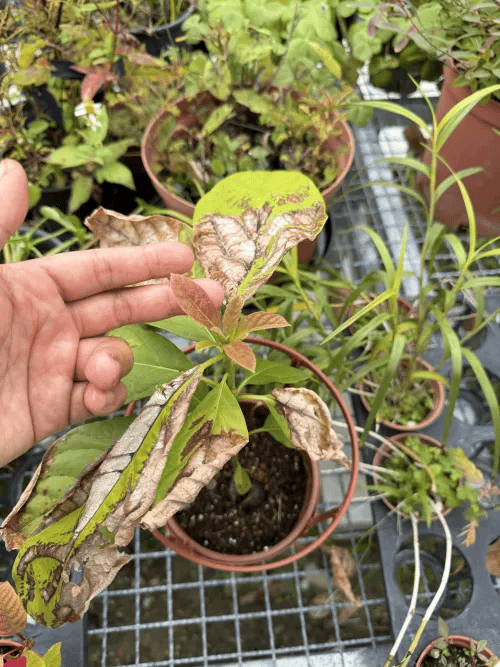 因長期直曬,造成葉片曬傷。