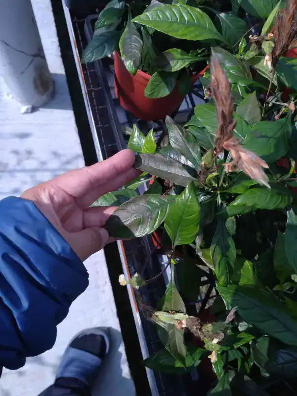 低溫 8~9度,鳥尾花樹葉發黑的狀況。