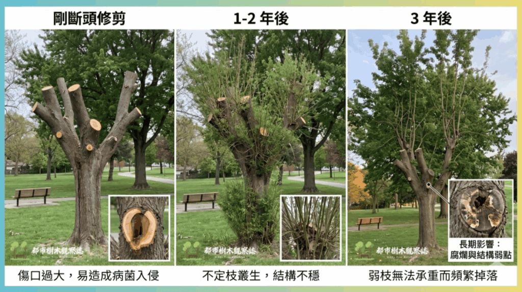 樹木經歷斷頭浩劫後,3 年內的完整生理與結構變化