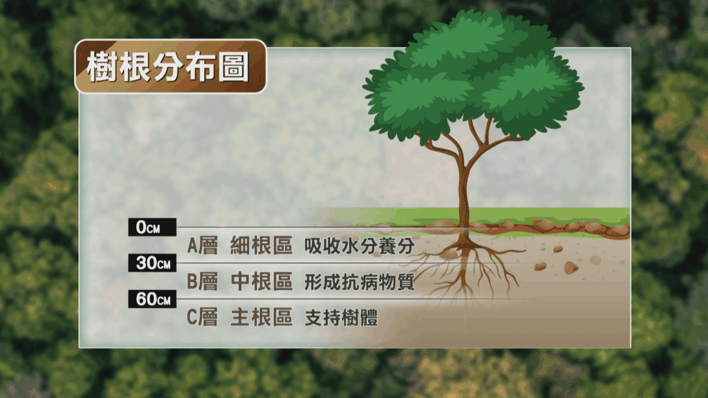 斷頭樹的 A 層少了蒸散作用吸不到水、B 層養分被掏空,C 層也就漸漸無法支撐整棵樹木/圖來自我們的島