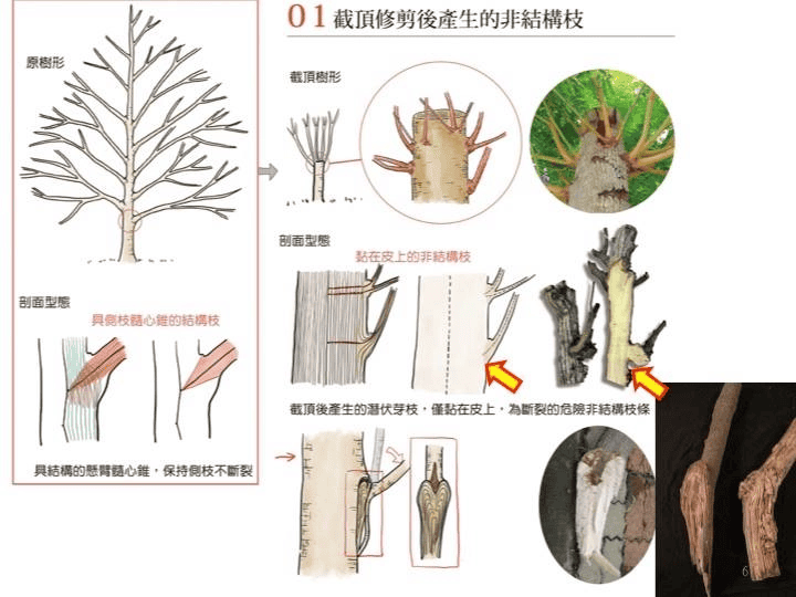 斷頭後長出的枝條就只黏在一層樹皮上,而非圖中左邊正常樹木的髓心椎結構/圖來自台灣綠化技術協會,樹呆子團隊