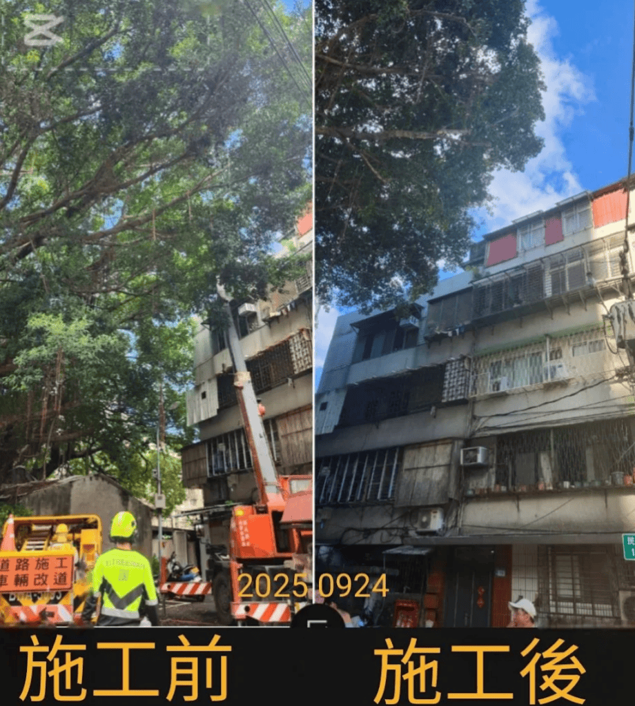 樹木靠近鄰房之修剪前後對比照