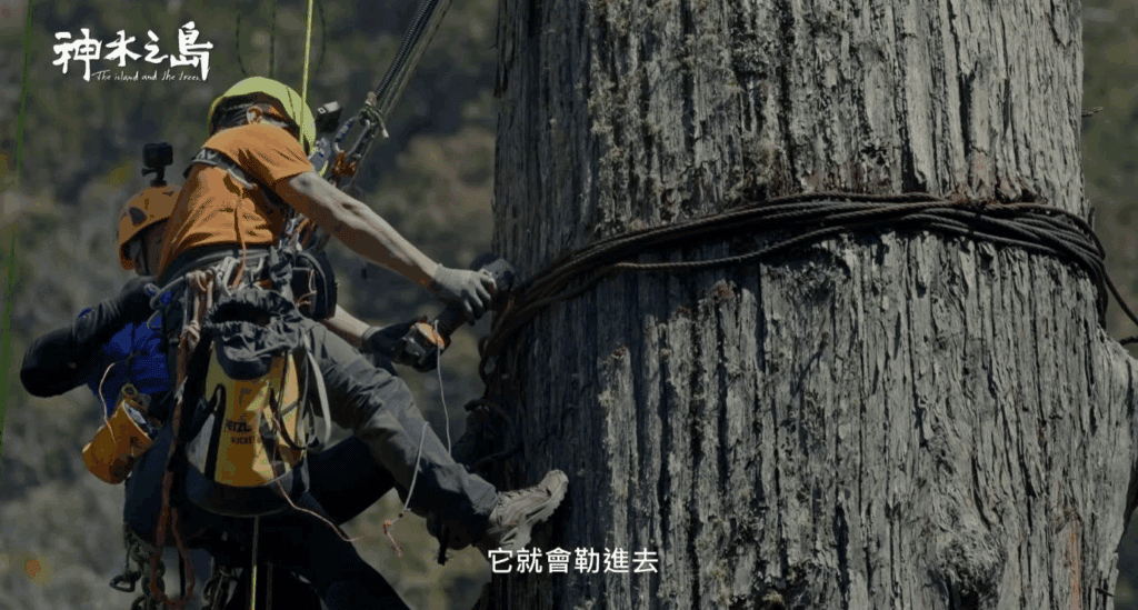 鋼索逐漸嵌入索道木的樹皮,甚至勒入樹幹/圖來自神木之島預告片