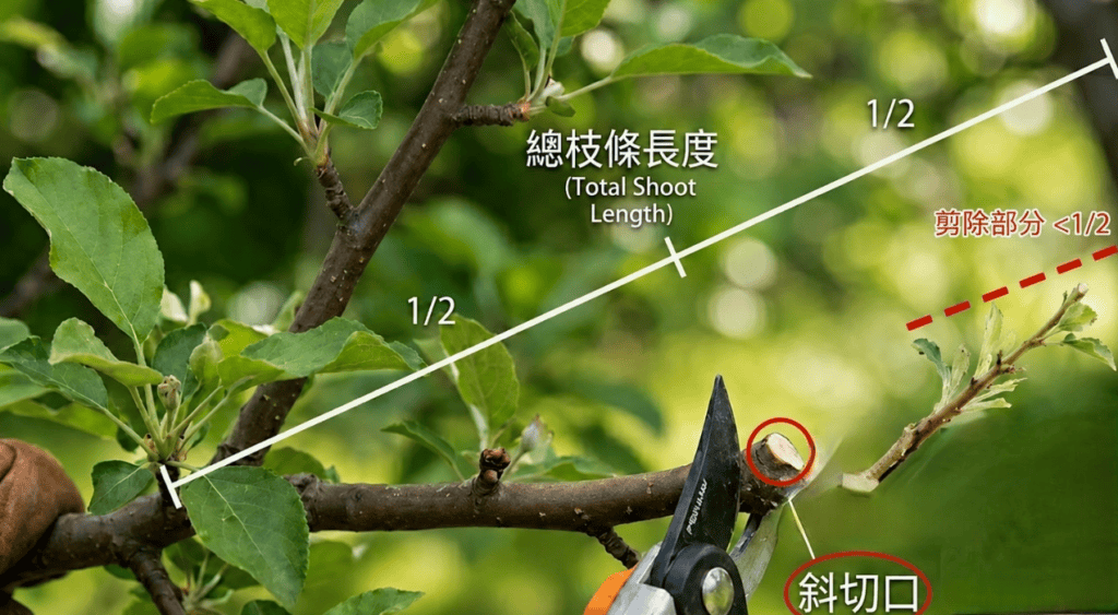強剪會剪去大量樹葉,而弱剪式截剪則會保留較多基部,屬於平常的微調。