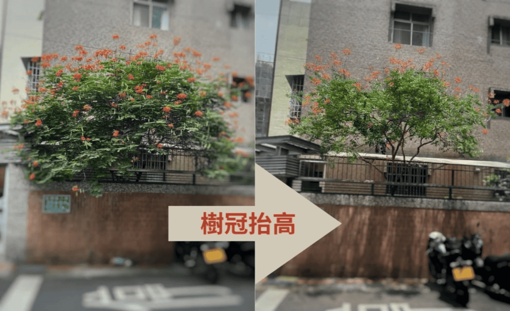 當樹枝與圍欄或建築物打架,則可以使用樹冠抬高的樹木修剪方法來處理。