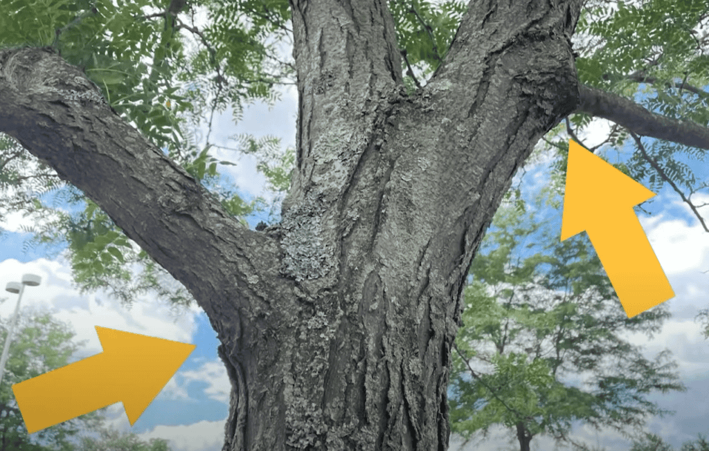 鋸除枝條前,首先要找到枝幹間腫脹的癒合組織:枝領(Branch Collar)/圖來自賓州州立大學推廣部