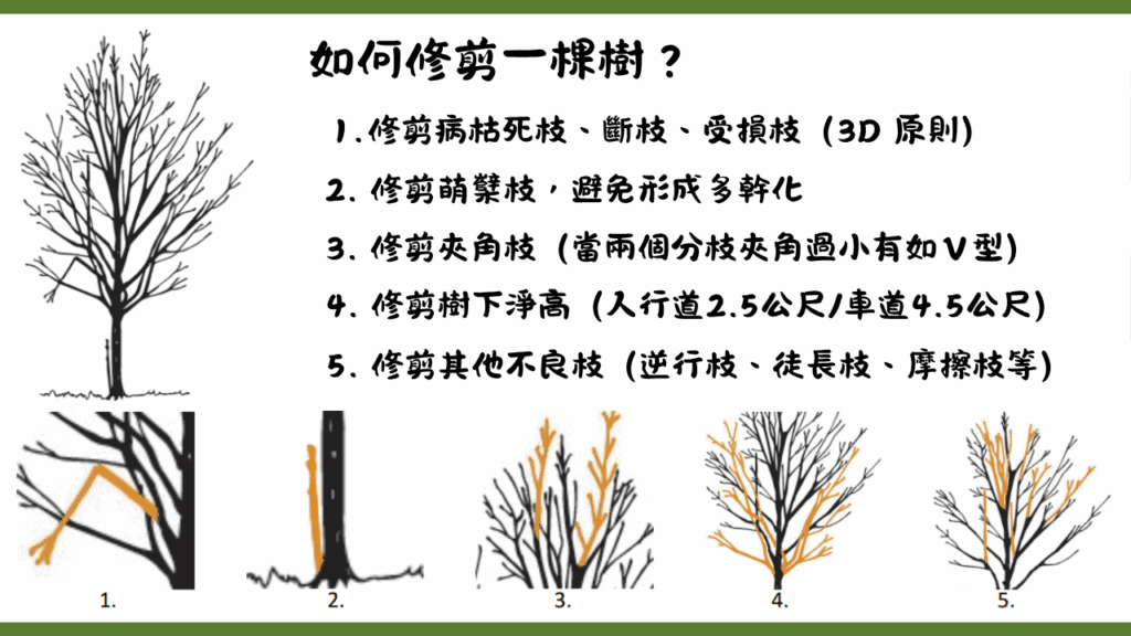樹藝師/攀樹師實務上常使用的樹木修剪 5 步驟。
