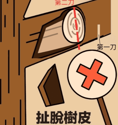 第二刀的錯開是鋸在更外側,而不是靠近樹幹。