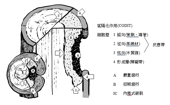 樹木的防禦機制/圖來自國家林產技術平台