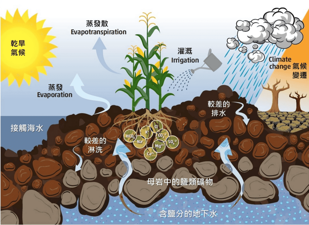 土壤鹽鹼化的鹽分來源及成因/聯合國糧食及農業組織
