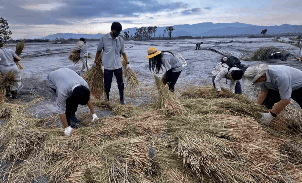 稻梗在微生物分解的過程中,能產生降低土壤酸鹼值的腐植酸、黃腐酸。/圖來自閱采多媒體工作室