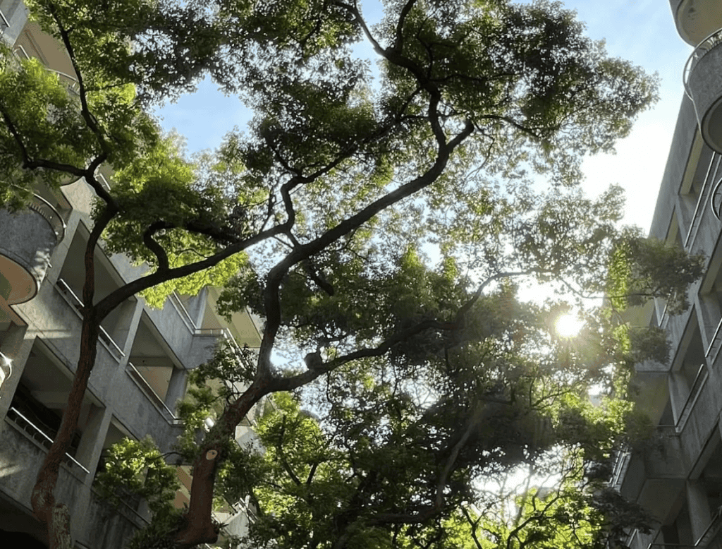 雜亂及枝條過密的大樹修剪，僅由社區警衛／大樓管委照顧是非常棘手的。