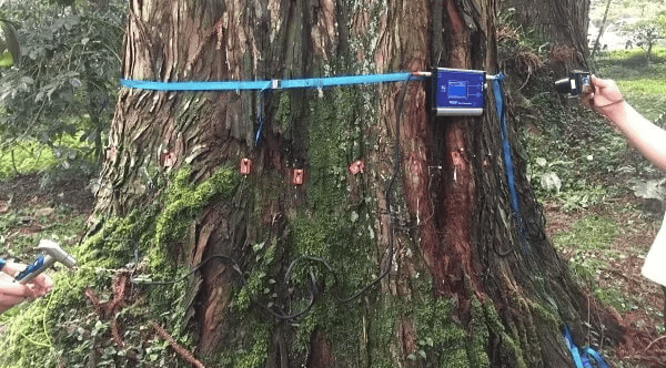 應力波檢測的第一步是「量取樹徑」，才能規劃合適的感測器位置