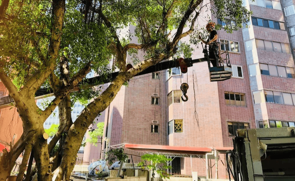 社區園藝維護項目中,管委應定期為大樹修剪,避免枯枝掉落砸傷居民。