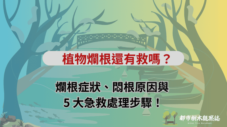 植物爛根還有救嗎？爛根症狀、悶根原因與 5 大急救處理步驟！