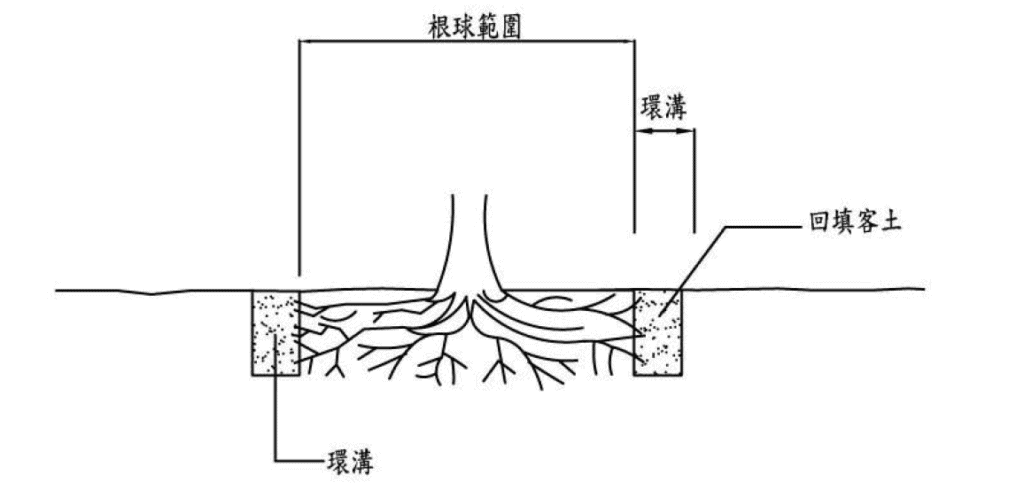 斷根處理通常以「 3～5 倍米徑」外圍，作為環溝挖掘及真正斷根的位置。／圖來自樹木移植規範