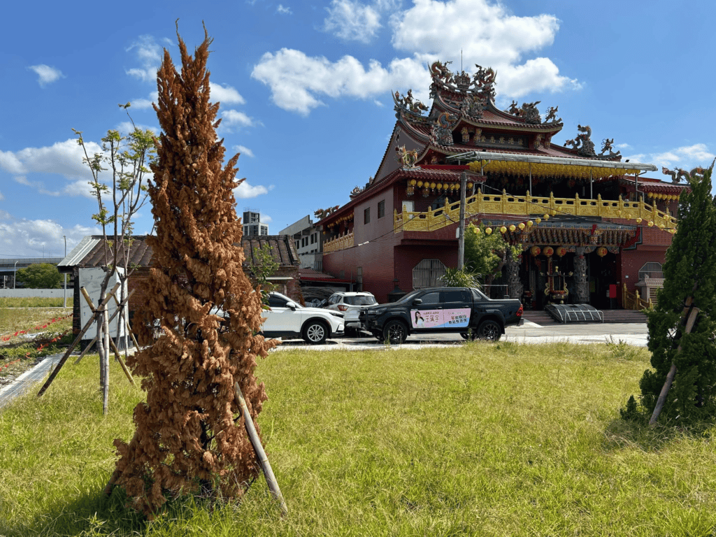 原土層太緊密加上未留根球就直接移植，樹木往往很容易枯死。