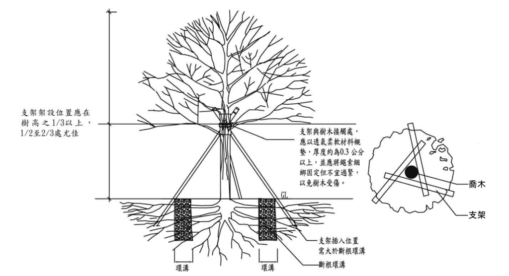 樹木支架應架設在樹幹高度的 1/3 至 1/2 處,避免反過來成為樹木的多餘累贅。/圖來自樹木移植規範