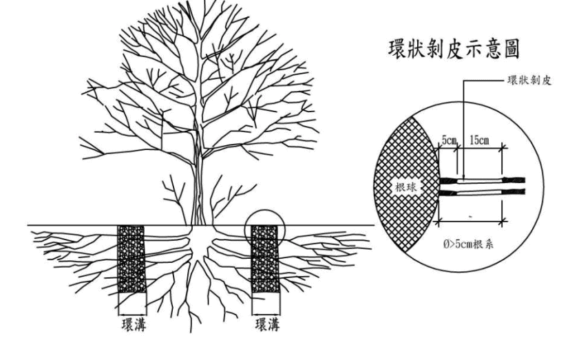 對於環狀溝內的粗根,適當地環狀剝皮能使養分停留並誘發新根。/圖來自樹木移植規範