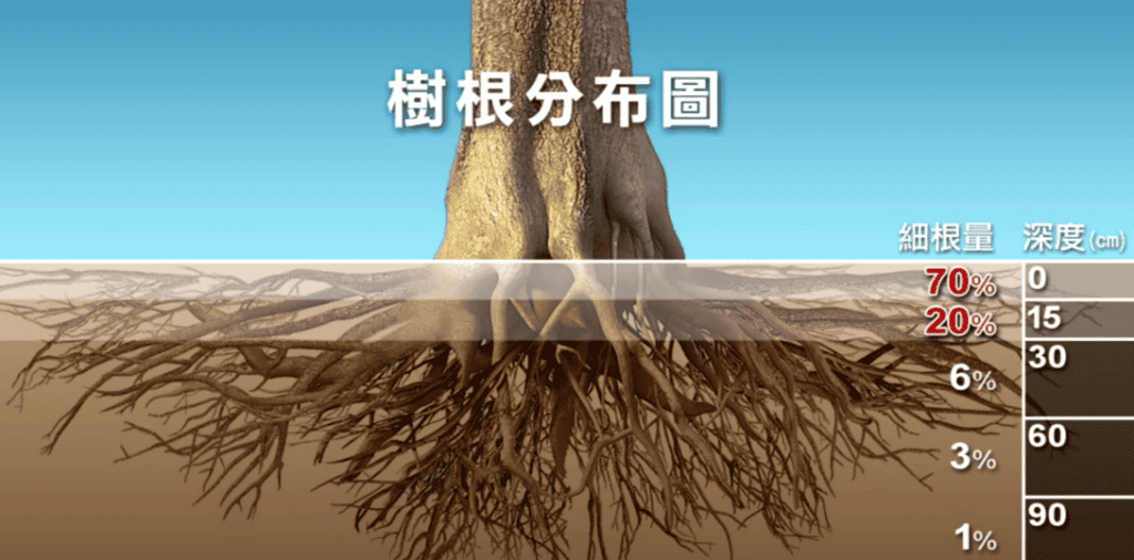 負責吸水的細根大多會超出土球外，因此斷根會很大影響樹木水分的吸收。／圖來自公視